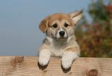 CORGI PEMBROKE 1076